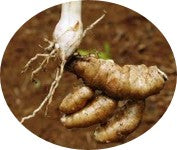 Gandhamulika (Hedychium spicatum) [100 mg]: