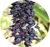 Mucuna / Atmagupta (25 mg)