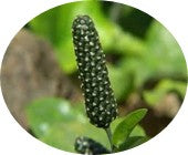 Pippali (Piper longum) [120 mg]: