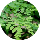 Moringa (25 mg)