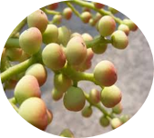 Karkatashringi(Pistaciachinensia)[300 mg]: