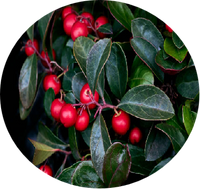 Gandhapura Patra Taila (Wintergreen Oil) 