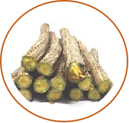 Guduchi (Tinospora cordifolia) 150 mg