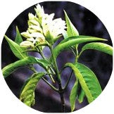 Vasa (Adhatodavasica)[250 mg]: