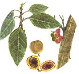 Shati (Hedychium spicatum) 50 mg