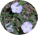 Shankhapushpi (Convolvulus pluricaulis) 75 mg