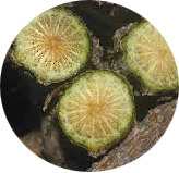 Guduchi (Tinospora cordifolia) 75 mg