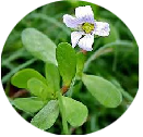 Brahmi (Bacopa monnieria) 50 mg