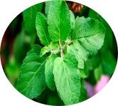 Tulasi (Ocimumsanctum) [250 mg]:
