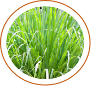 Jambiratrnah (Cymbopogan citratus) 0.2 ml
