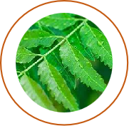 Nimba (Azadiracta indica) 0.1 ml