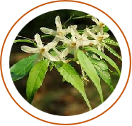 Vatsaka (Wrightia tinctoria) 25%