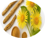 Pushkaramula (Inula racemosa) [120 mg]: