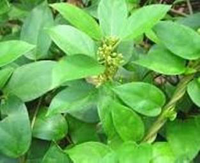 Madhunashini (Gymnema Sylvestre) – 200 mg