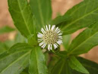 Bhringaraja (Eclipta alba) – 150 mg