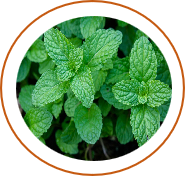 Peppermint Satva