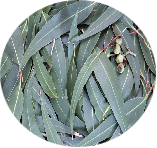 Nilgiri (Eucalyptus) Oil