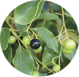 Camphor (Karpura)