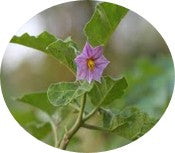 Kantakari (Solanum xanthocarpum) [100 mg]: