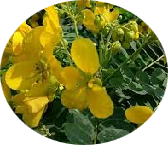 Bhumivalli (3.75 gm)