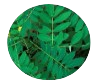 Svarnapatri (Cassia angustifolia) [50 mg]