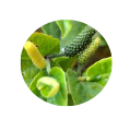 Pudinah (Mentha viridis) 1.5 mg