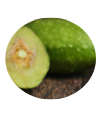 Abhaya (Terminalia chebula) (100mg)