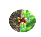 Udumbara (Ficus racemosa) (25 mg)